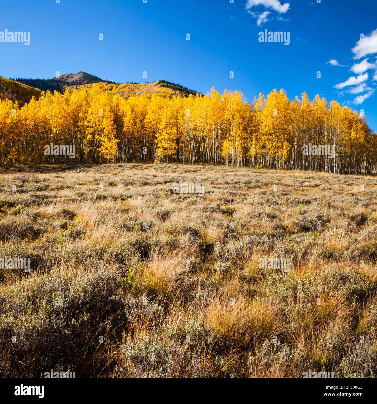 Forêt d'automne, Aspen, Crested Butte, Colorado, États-Unis Banque D'Images