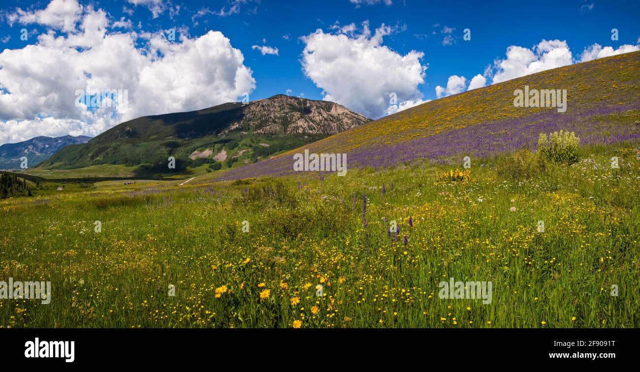 Fleurs sauvages sur la colline, Crested Butte, Colorado, États-Unis Banque D'Images