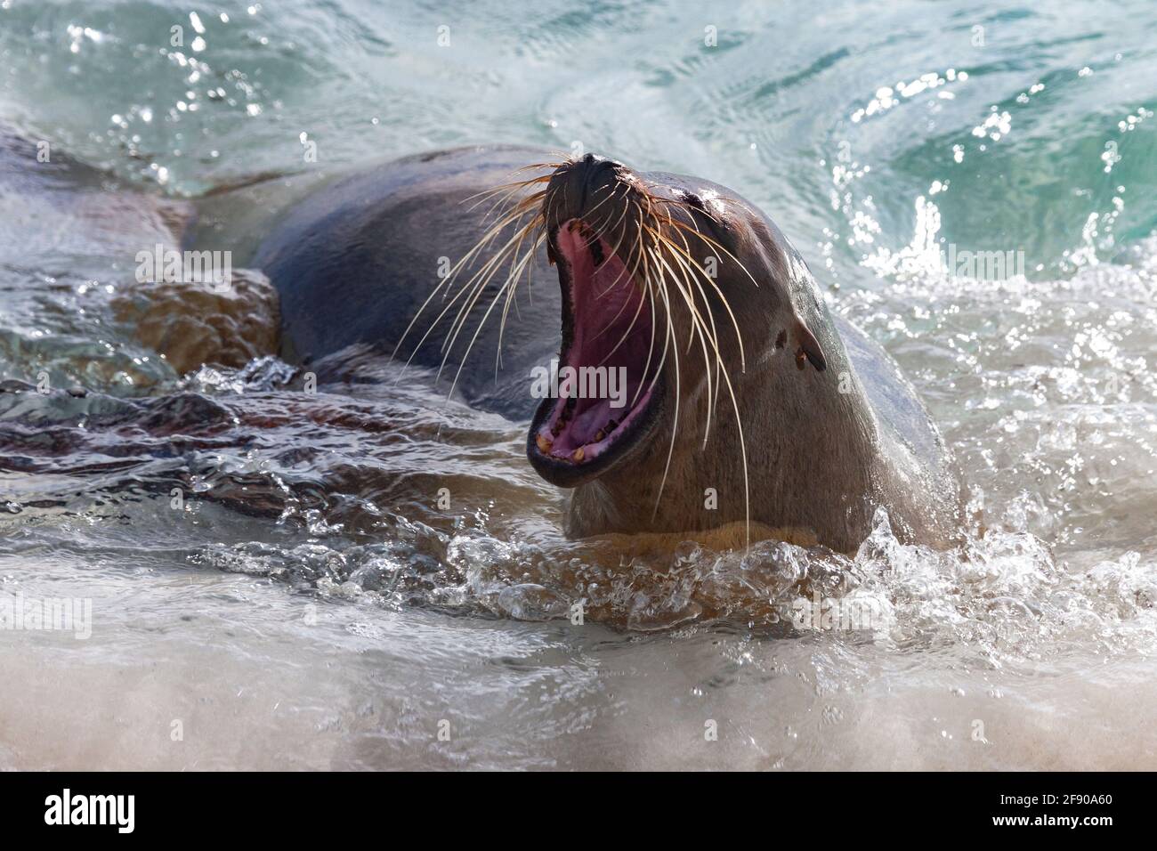 Le lion de mer de Galapagos (Zalophus wollebaeki) est une espèce de lion de mer qui se reproduit sur les îles de Galapagos et, en plus petit nombre, sur l'île de la Plata of Banque D'Images