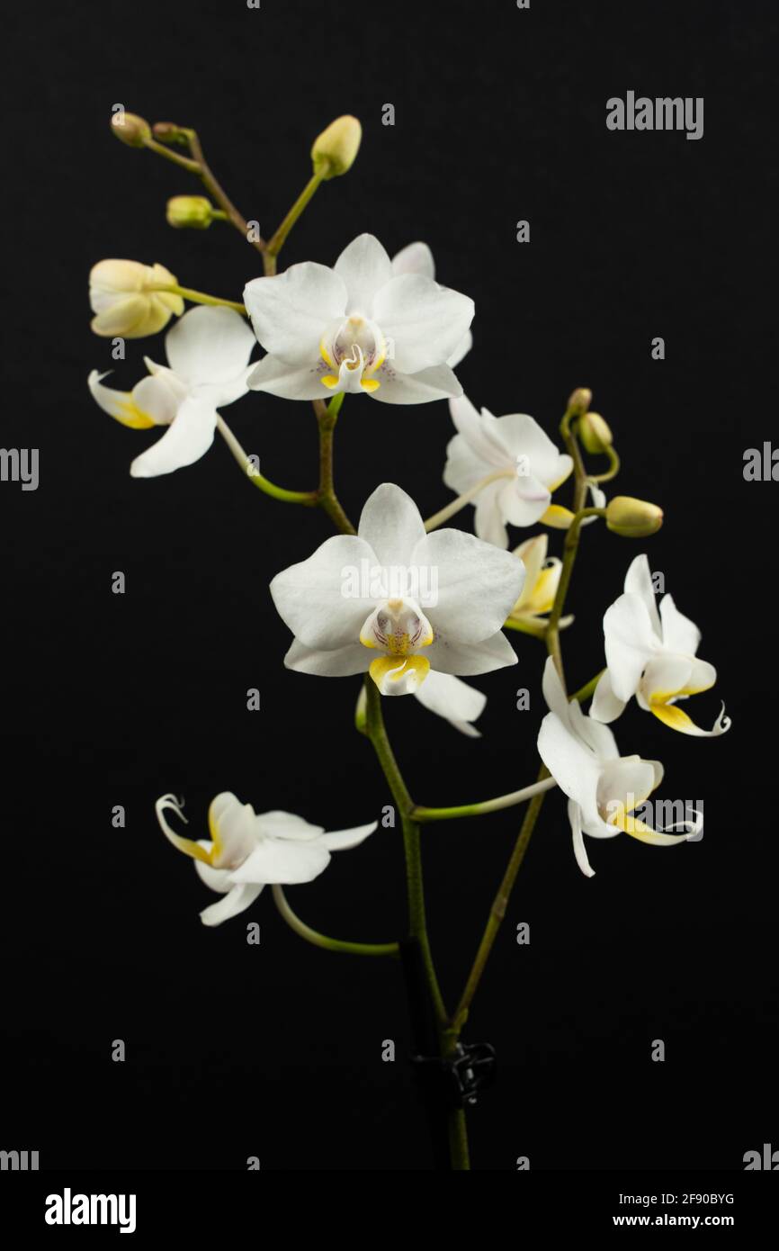 Phalaenopsis amabilis sur fond noir Banque D'Images