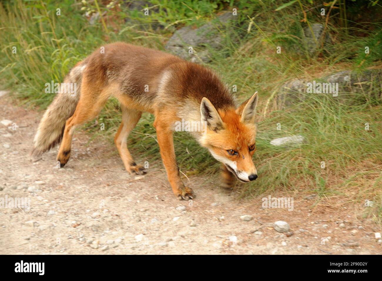 Fox, volpe Banque D'Images