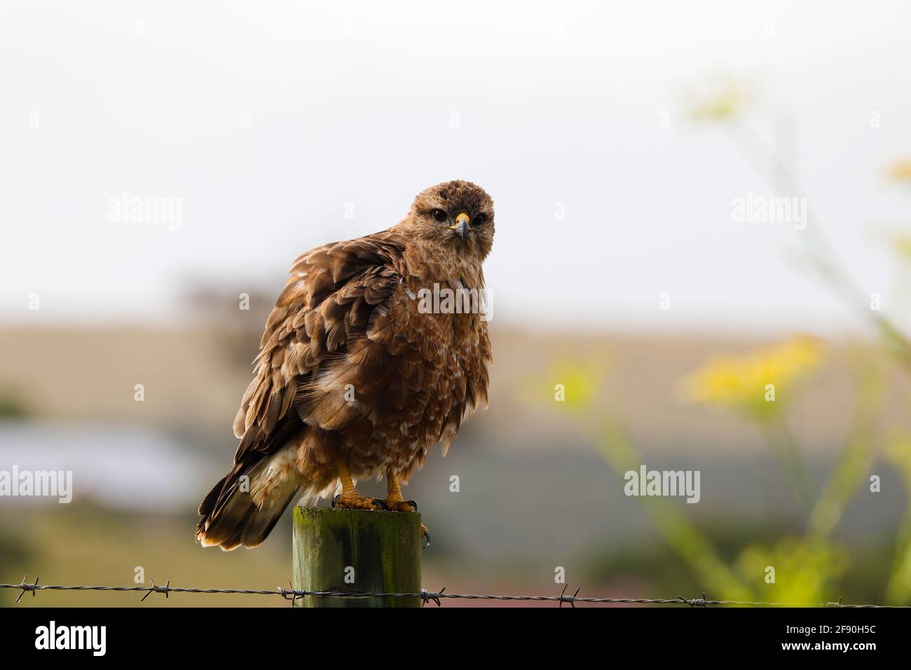 Steppe Buzzard bouffant perché sur Fencepost (Buteo buteo) Banque D'Images