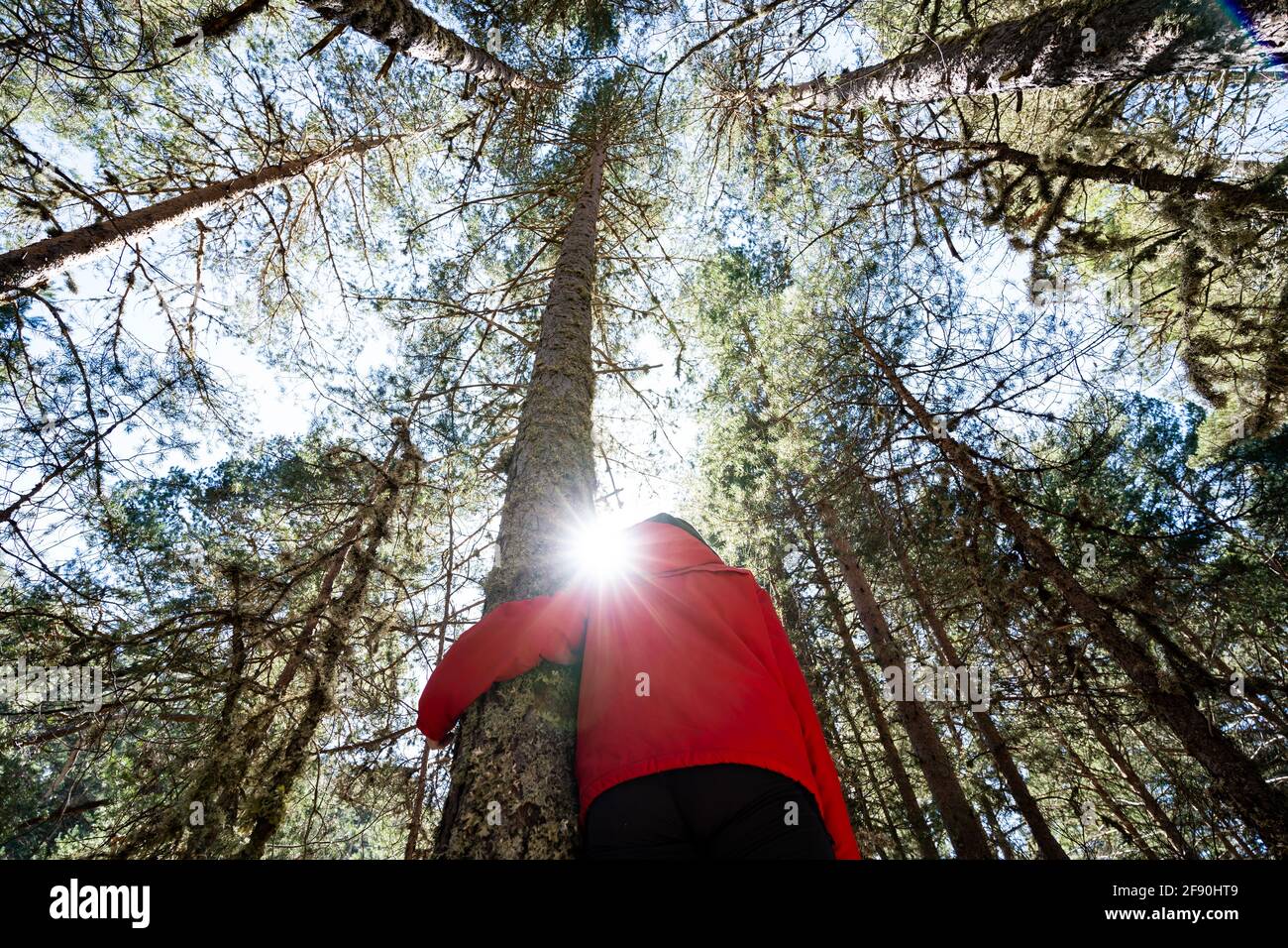 Foyer peu profond d'un hugger d'arbre à une forêt de pins Banque D'Images