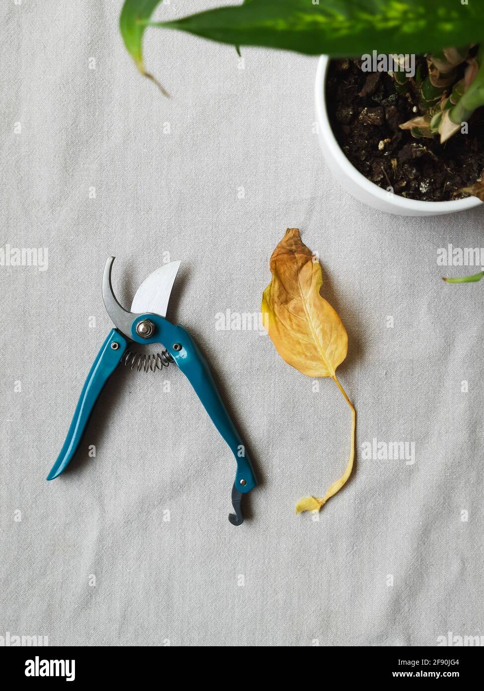 cisaille et la feuille jaune près d'une plante de maison sur un tissu gris Banque D'Images