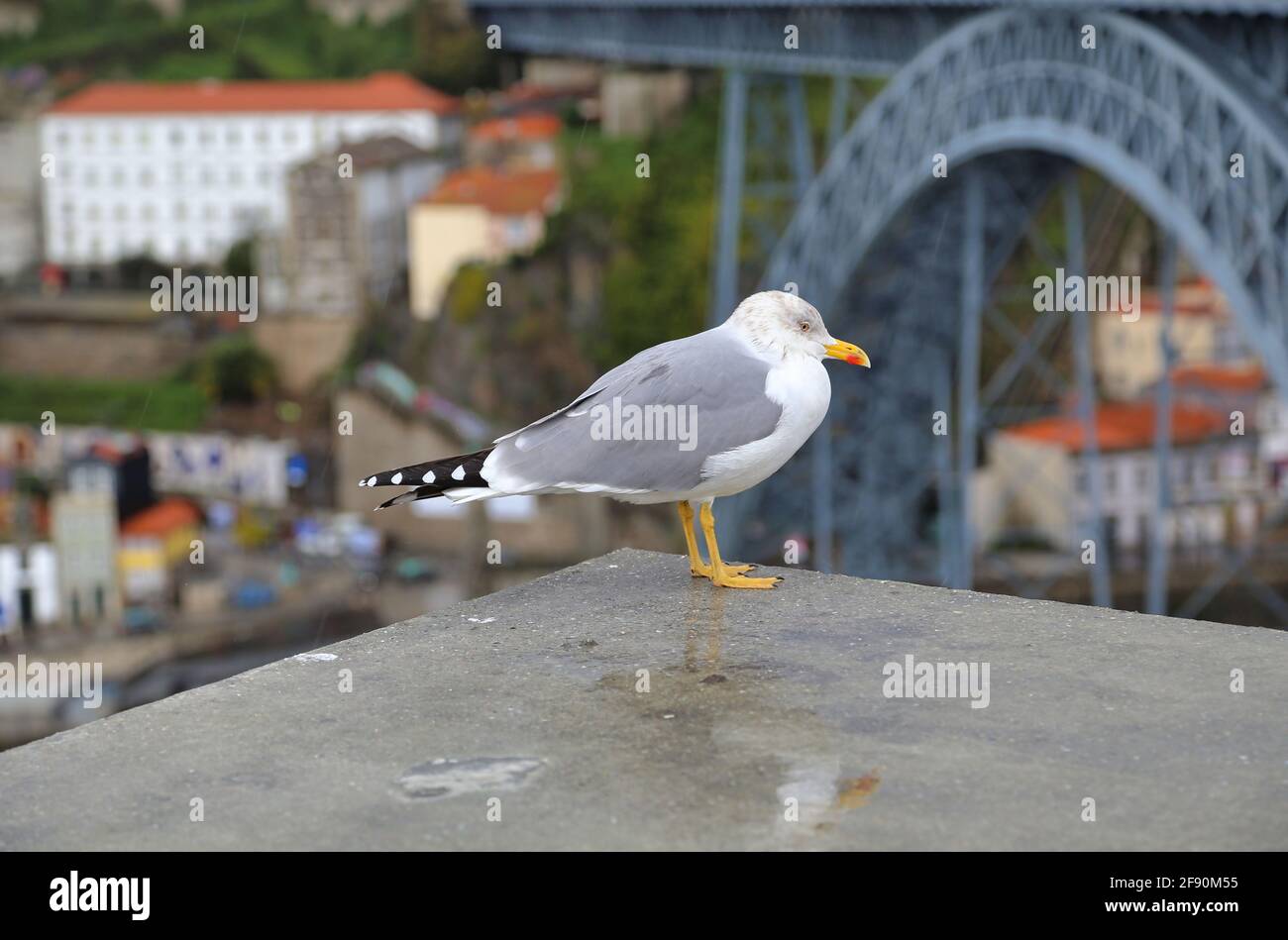 Mouette au pont Ponte Dom Luis I sur le fleuve Douro à Porto, Portugal. Banque D'Images