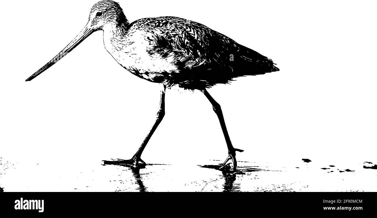 Illustration de Sandpiper Bird sur la plage Illustration de Vecteur