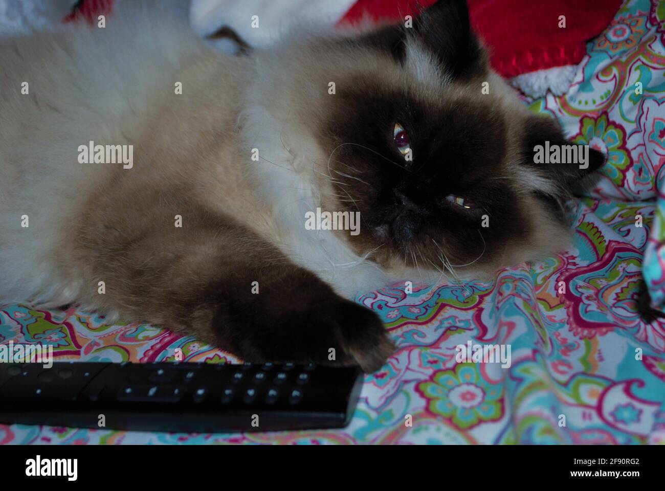 Chaton himalayen endormi dans un lit Banque D'Images