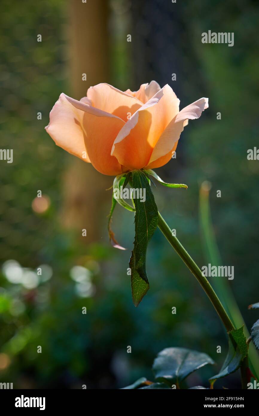 Une tige de rose juste Joey dans le jardin avec lumière du soleil de derrière. Banque D'Images