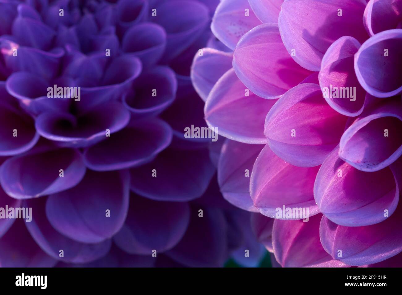 Gros plan sur une fleur en forme de boule mauve transparente. La lumière du matin grandit dans un jardin Banque D'Images