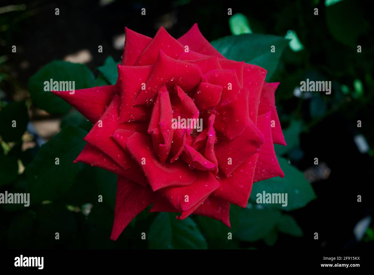 Gros plan de fleur, entièrement ouvert sur la rose rouge de la variété Papa Meiland. Ce spécimen est cultivé dans une serre ombragée dans un environnement chaud et dur. Banque D'Images