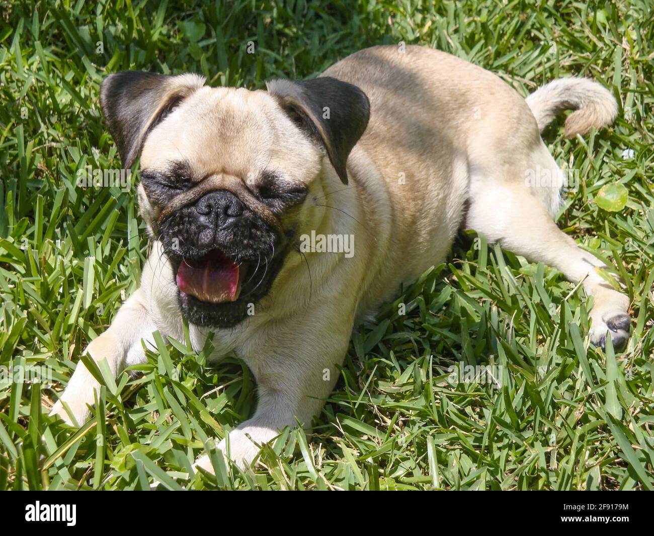 PUG Puppy bâillant dans l'herbe Banque D'Images