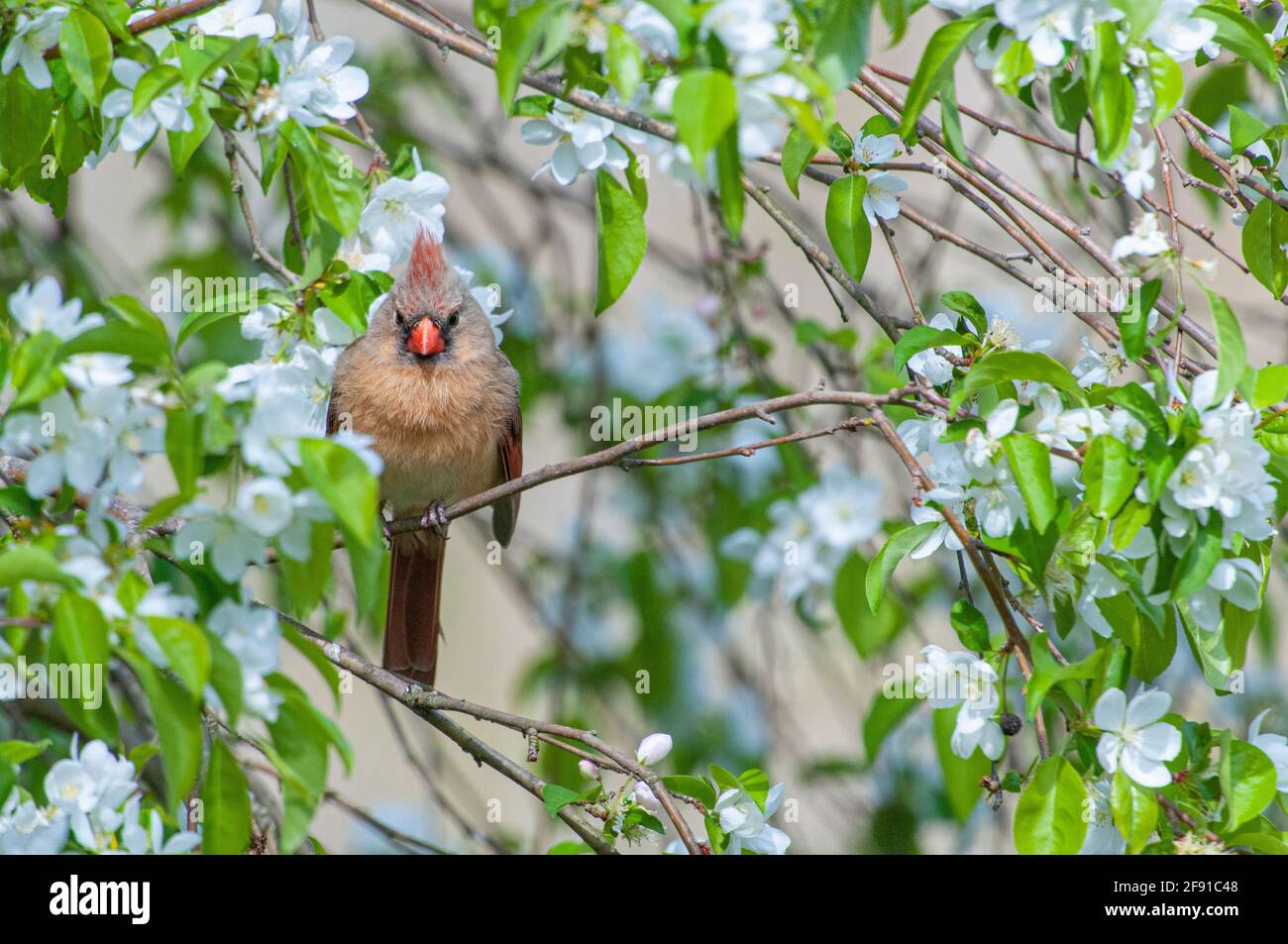 Cardinal du nord femelle sur un arbre de pomme de crabe de printemps Banque D'Images