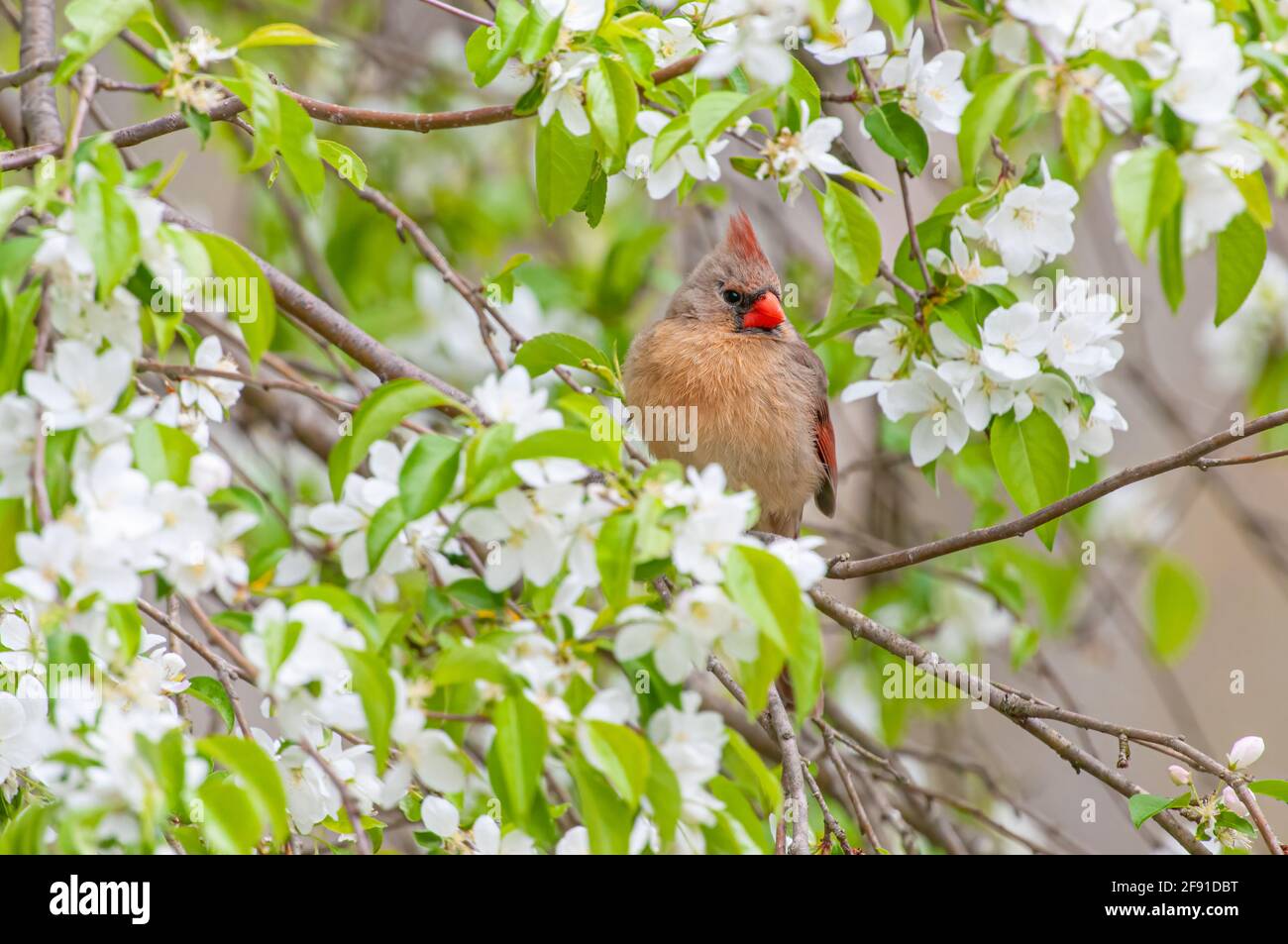 Cardinal du nord femelle sur un arbre de pomme de crabe de printemps Banque D'Images