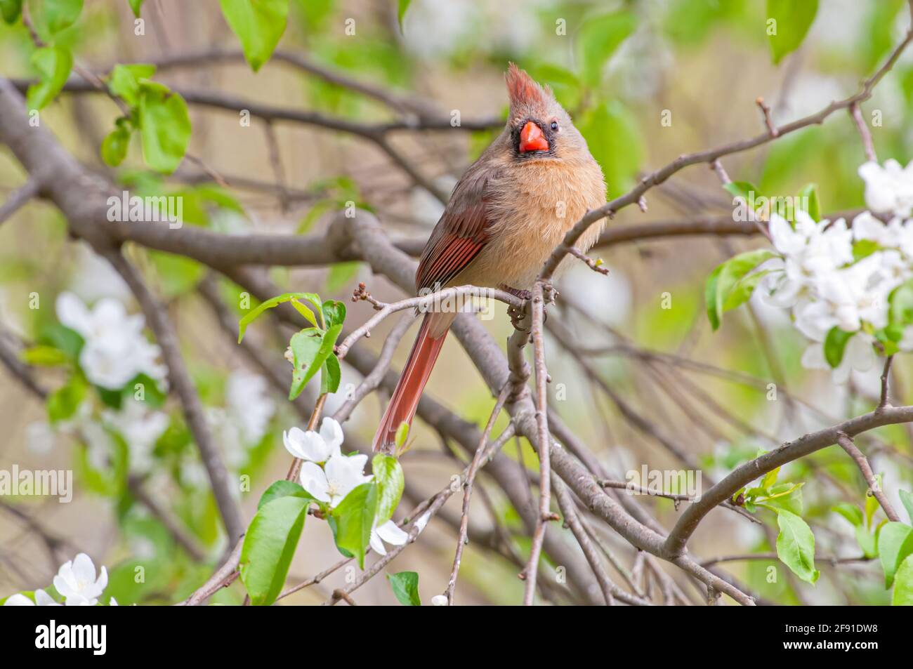 Cardinal du nord femelle sur un arbre de pomme de crabe de printemps Banque D'Images