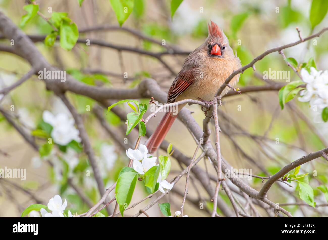 Cardinal du nord femelle sur un arbre de pomme de crabe de printemps Banque D'Images