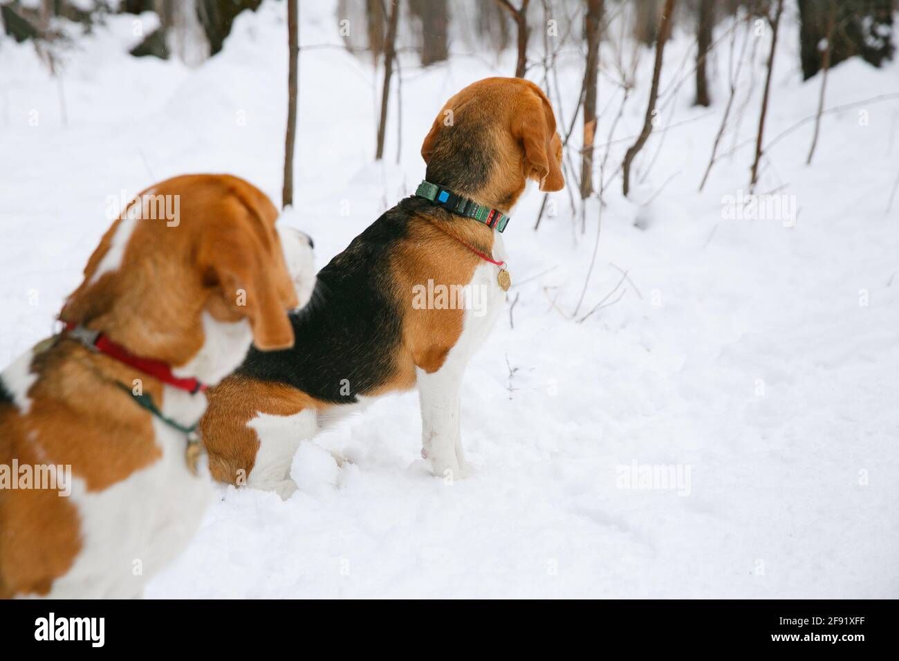 Deux chiots de beagle marchent et s'amusent une forêt d'hiver enneigée dans l'après-midi Banque D'Images