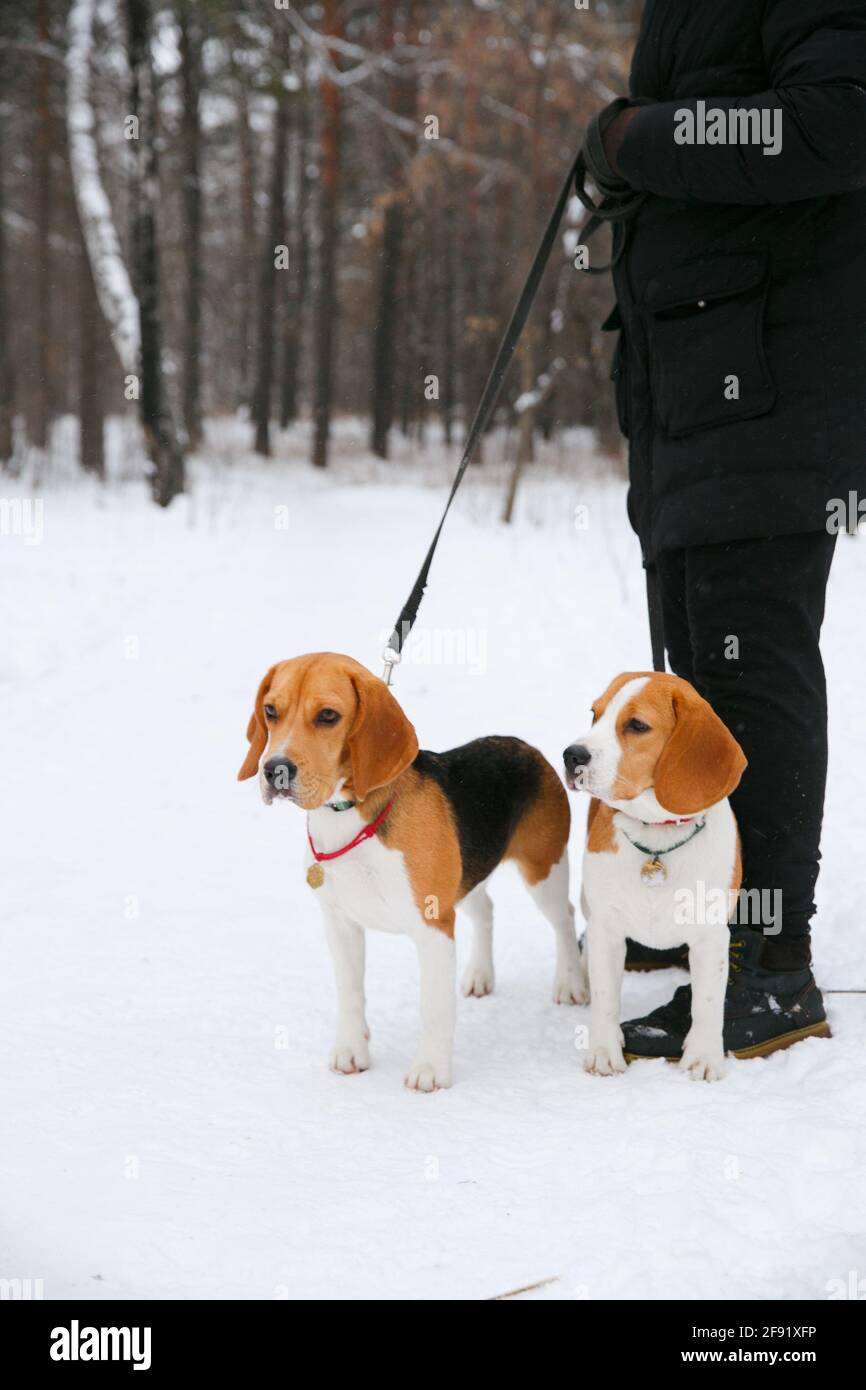 Deux chiots de beagle marchent et s'amusent une forêt d'hiver enneigée dans l'après-midi Banque D'Images