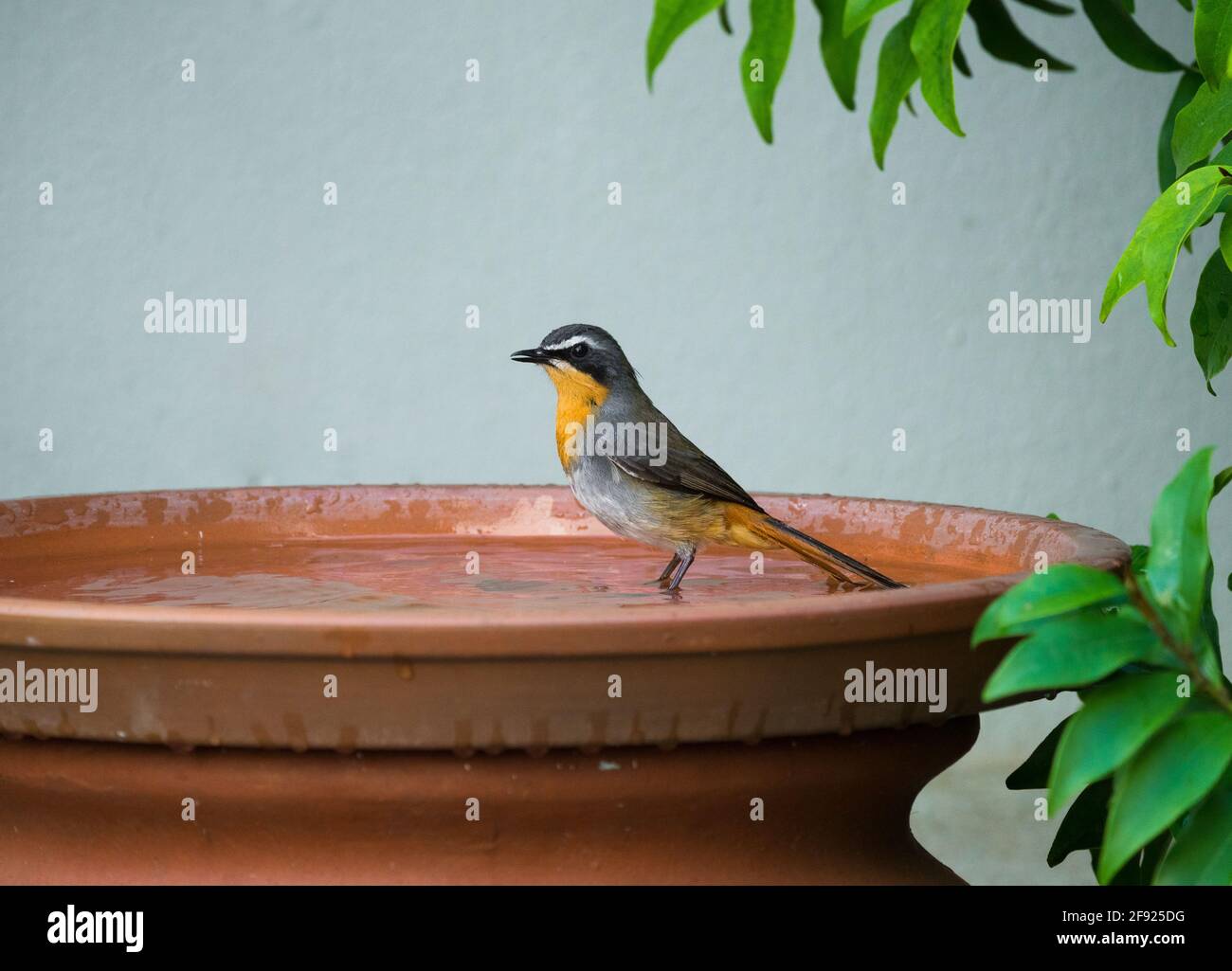 Cape-chat (Cossypha caffra) vue latérale et vue rapprochée dans un bain d'oiseau dans un jardin Banque D'Images