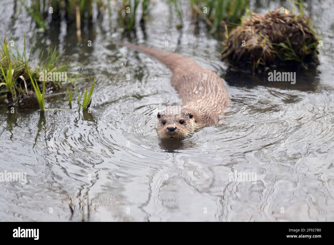 15 Avril 21 Brandebourg Schorfheide Ot Gross Schonebeck Une Loutre Nage Dans Son Enceinte Au Parc Animalier De Schorfheide Dans Le Parc De La Reserve De Biosphere De Schorfheide Chorin Les Visiteurs Peuvent