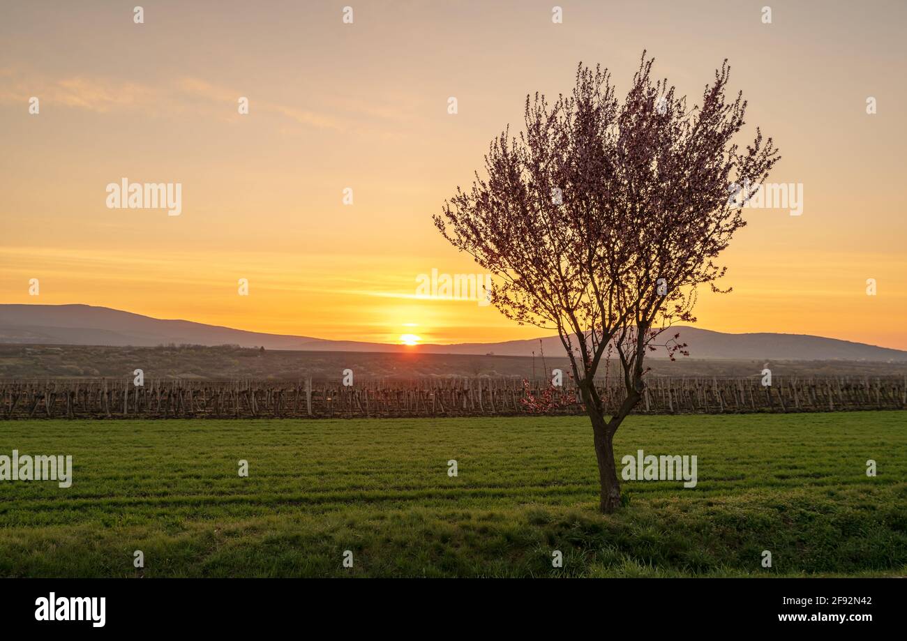 Vignobles et arbres roses en fleurs à Gyongyostarjan Hongrie vue aérienne sur les magnifiques arbres de prune en fleurs par la route. Paysage de lever de soleil de printemps, che Banque D'Images