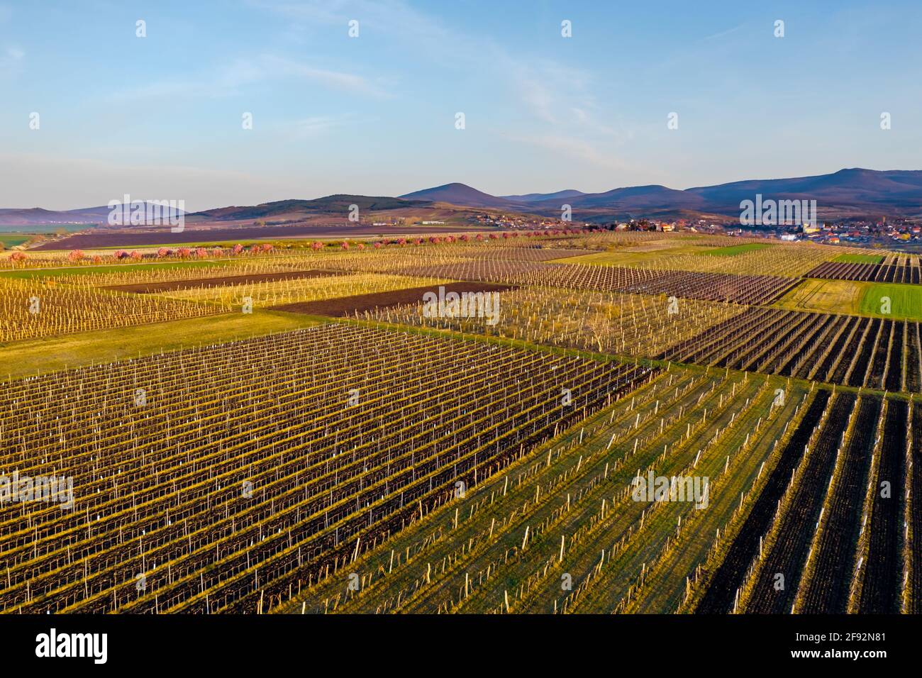 Vignobles et arbres roses en fleurs à Gyongyostarjan Hongrie vue aérienne sur les magnifiques arbres de prune en fleurs par la route. Paysage de lever de soleil de printemps, che Banque D'Images