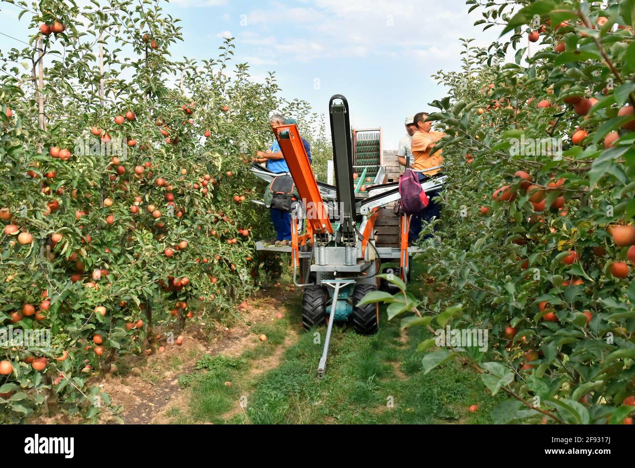 assistant de récolte sur une machine pour la récolte automatique de ripe pommes fraîches dans une plantation Banque D'Images assistant de récolte sur une machine pour la récolte automatique de ripe pommes fraîches dans une plantation Banque D'Images