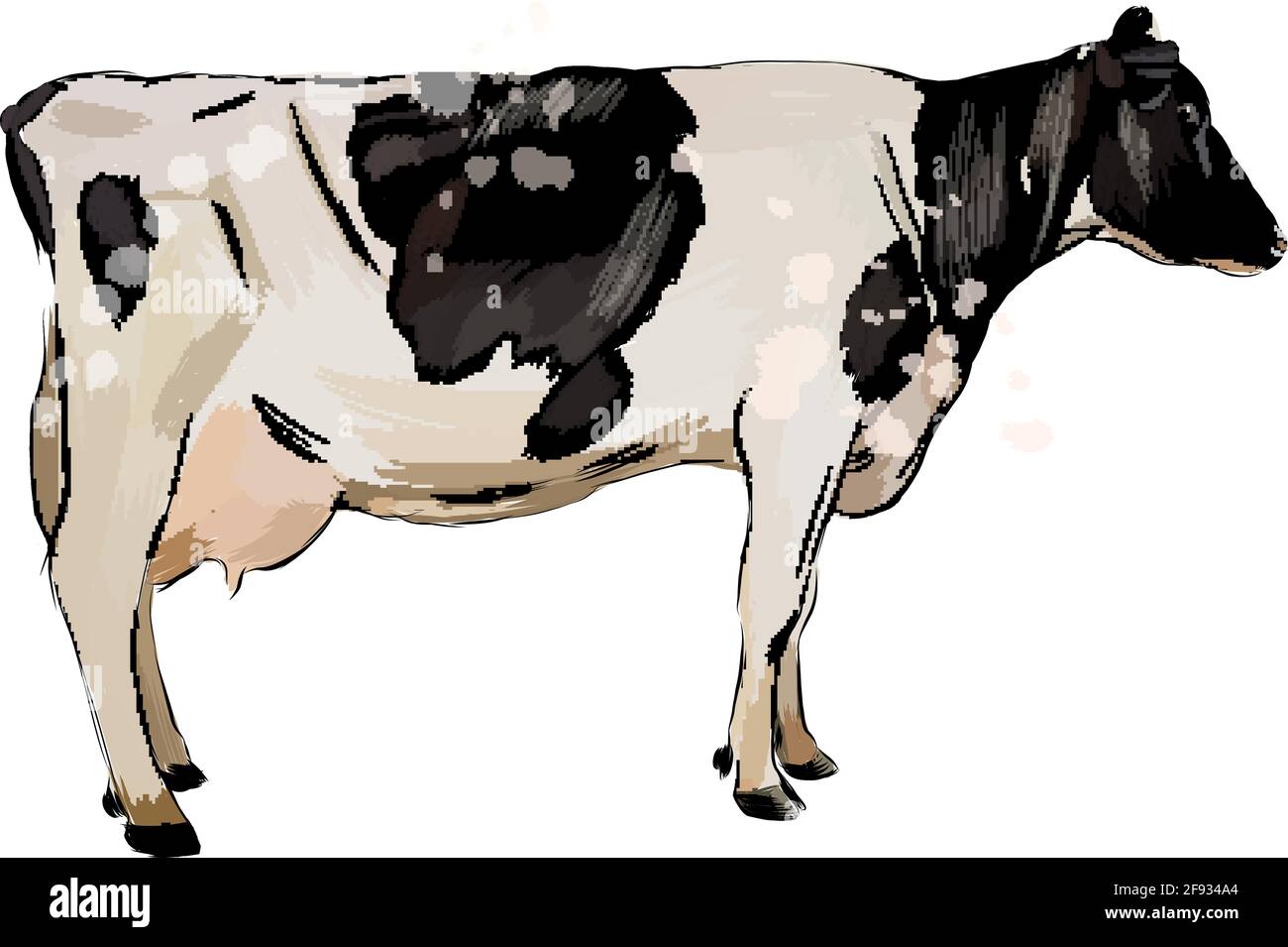 Vache noire et blanche d'une éclaboussure d'aquarelle, dessin coloré, réaliste. Illustration vectorielle des peintures Illustration de Vecteur