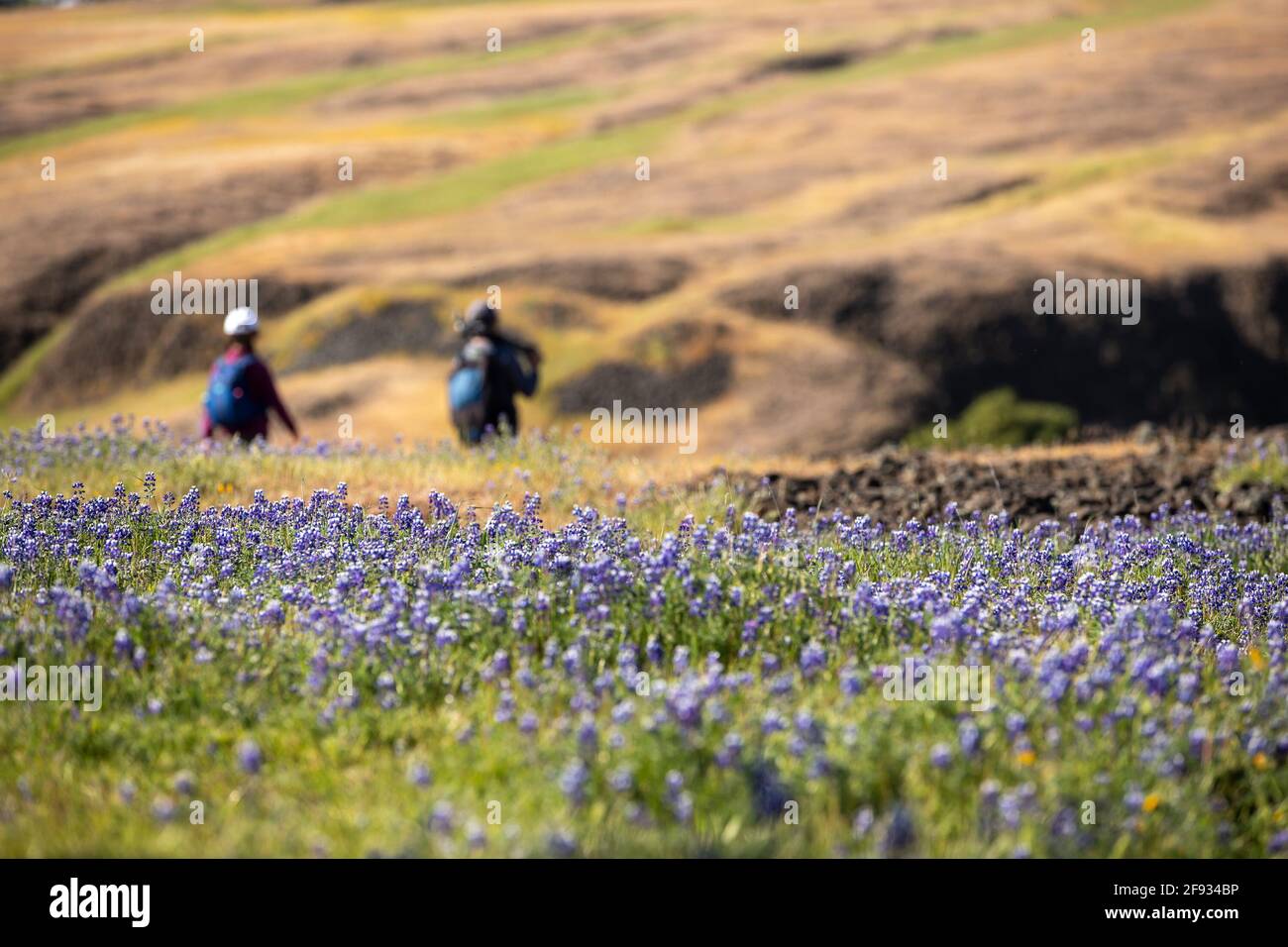 San Francisco, États-Unis. 15 avril 2021. Les touristes apprécient le paysage de la réserve écologique de North Table Mountain en Californie, aux États-Unis, le 15 avril 2021. Crédit: Dong Xudong/Xinhua/Alay Live News Banque D'Images
