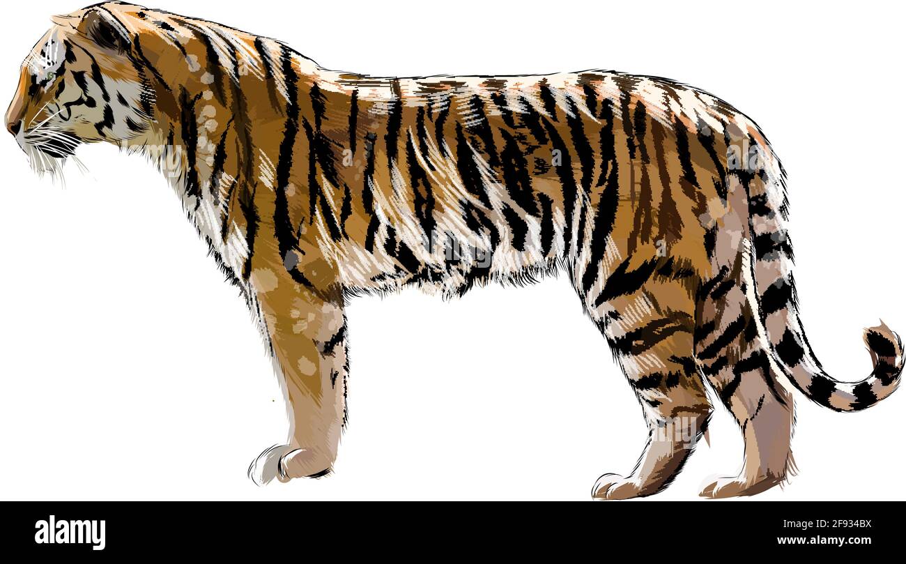Tigre d'une touche d'aquarelle, dessin coloré, réaliste. Illustration