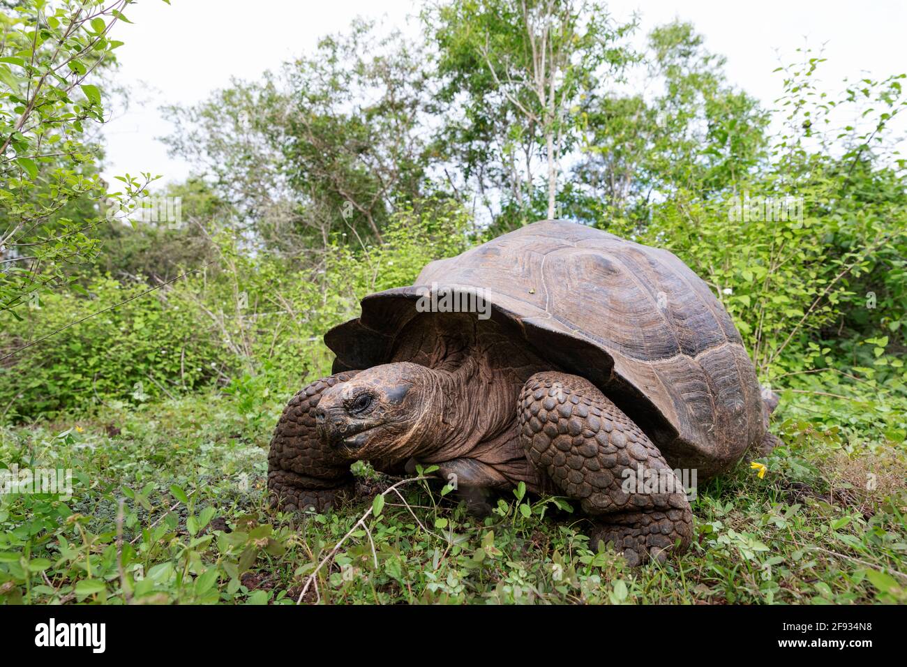 La plus grande tortue du monde. Tortue géante Galapagos, Chelonoidis niger. Îles Galapagos