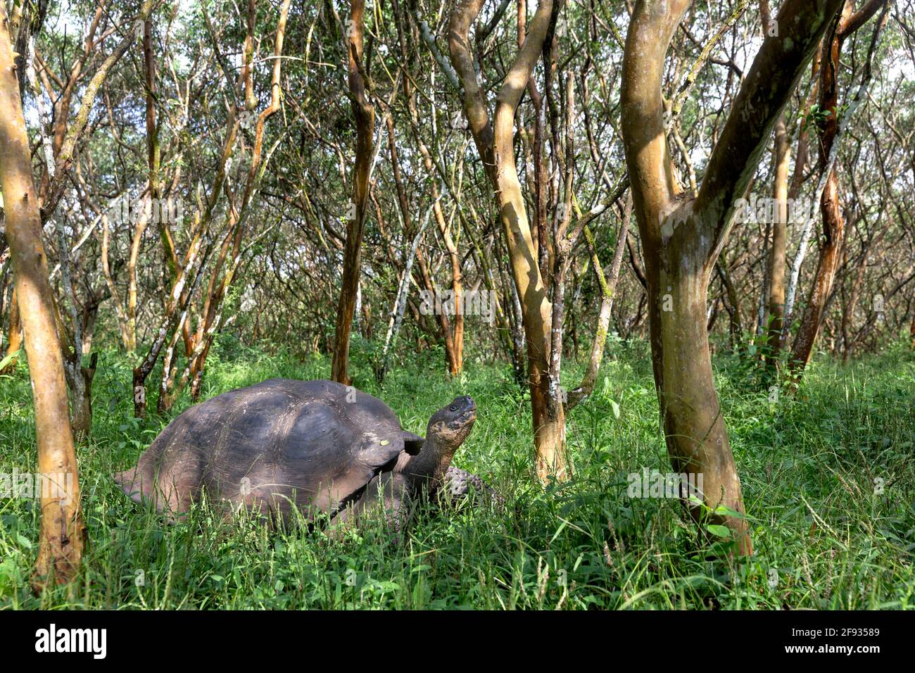 La plus grande tortue du monde. Tortue géante Galapagos, Chelonoidis niger. Îles Galapagos. Île