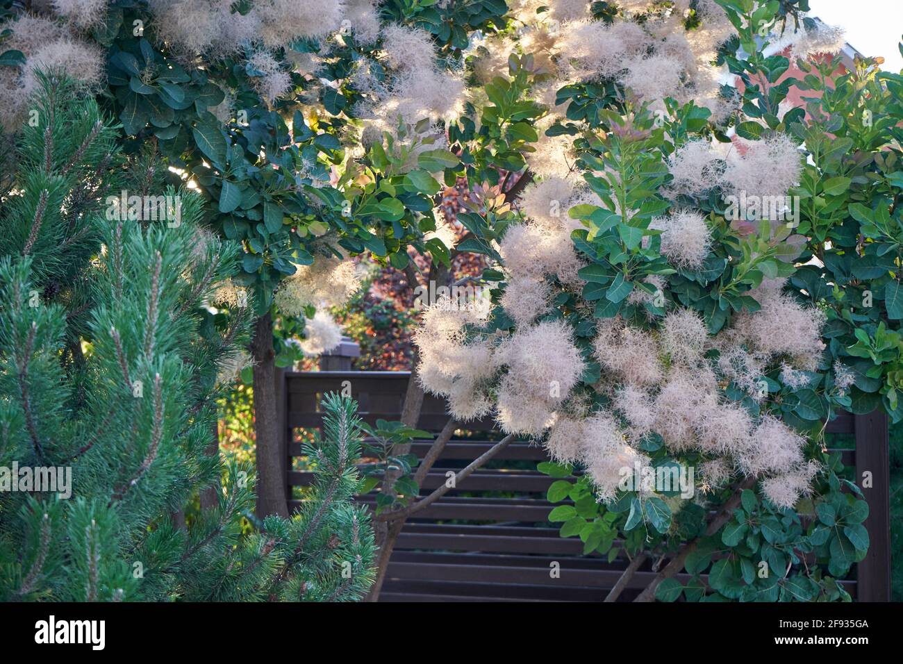 Arbuste Scompia cotinus avec des branches moelleuses dans le jardin de la maison Banque D'Images