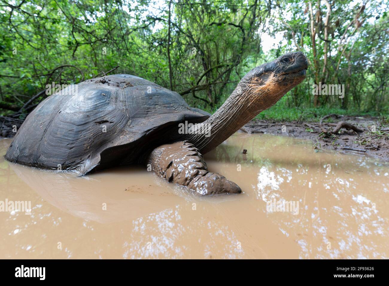 La plus grande tortue du monde. Tortue géante Galapagos, Chelonoidis niger. Îles Galapagos. Île