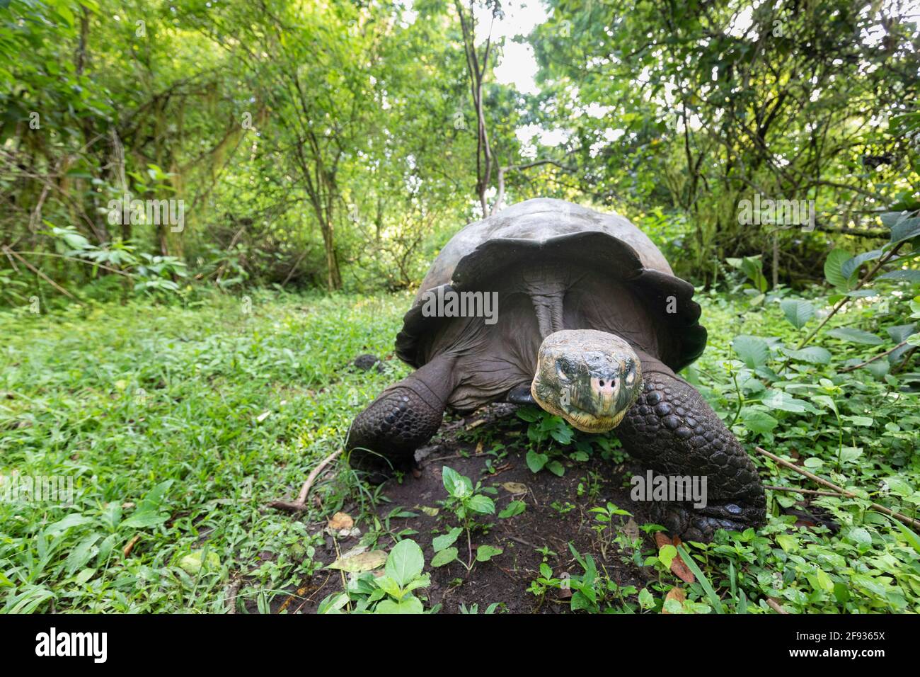 La plus grande tortue du monde. Tortue géante Galapagos, Chelonoidis niger. Îles Galapagos. Île