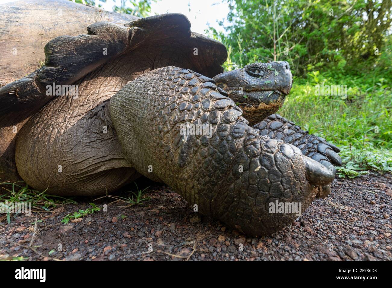 La plus grande tortue du monde. Tortue géante Galapagos, Chelonoidis niger. Îles Galapagos. Île