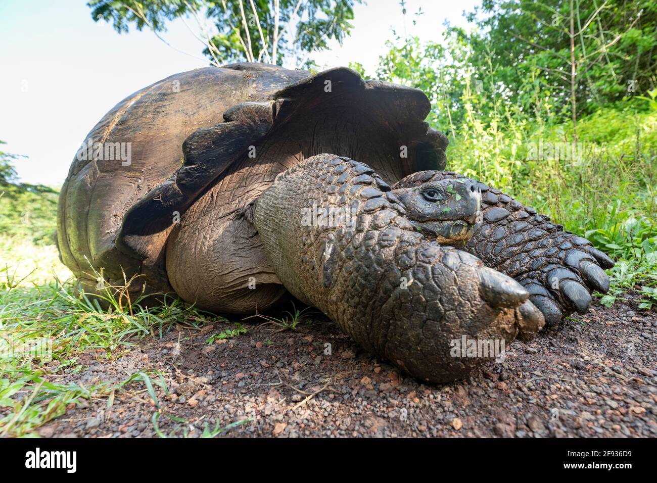La plus grande tortue du monde. Tortue géante Galapagos, Chelonoidis niger. Îles Galapagos. Île