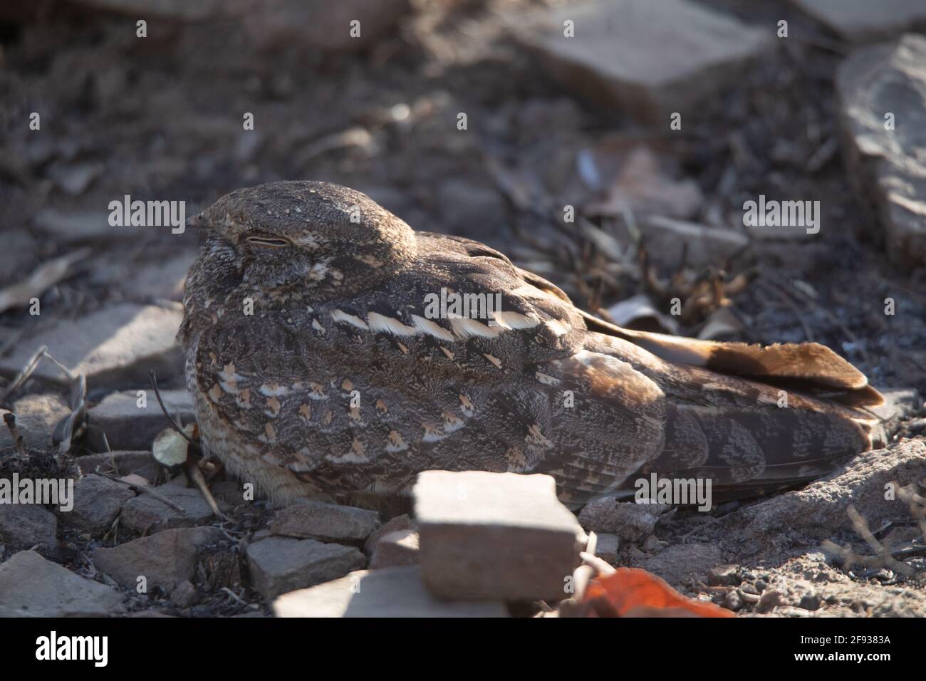 Savane Nightjar, Caprimulgus affinis, Panna Tiger Reserve, Madhya Pradesh, Inde Banque D'Images