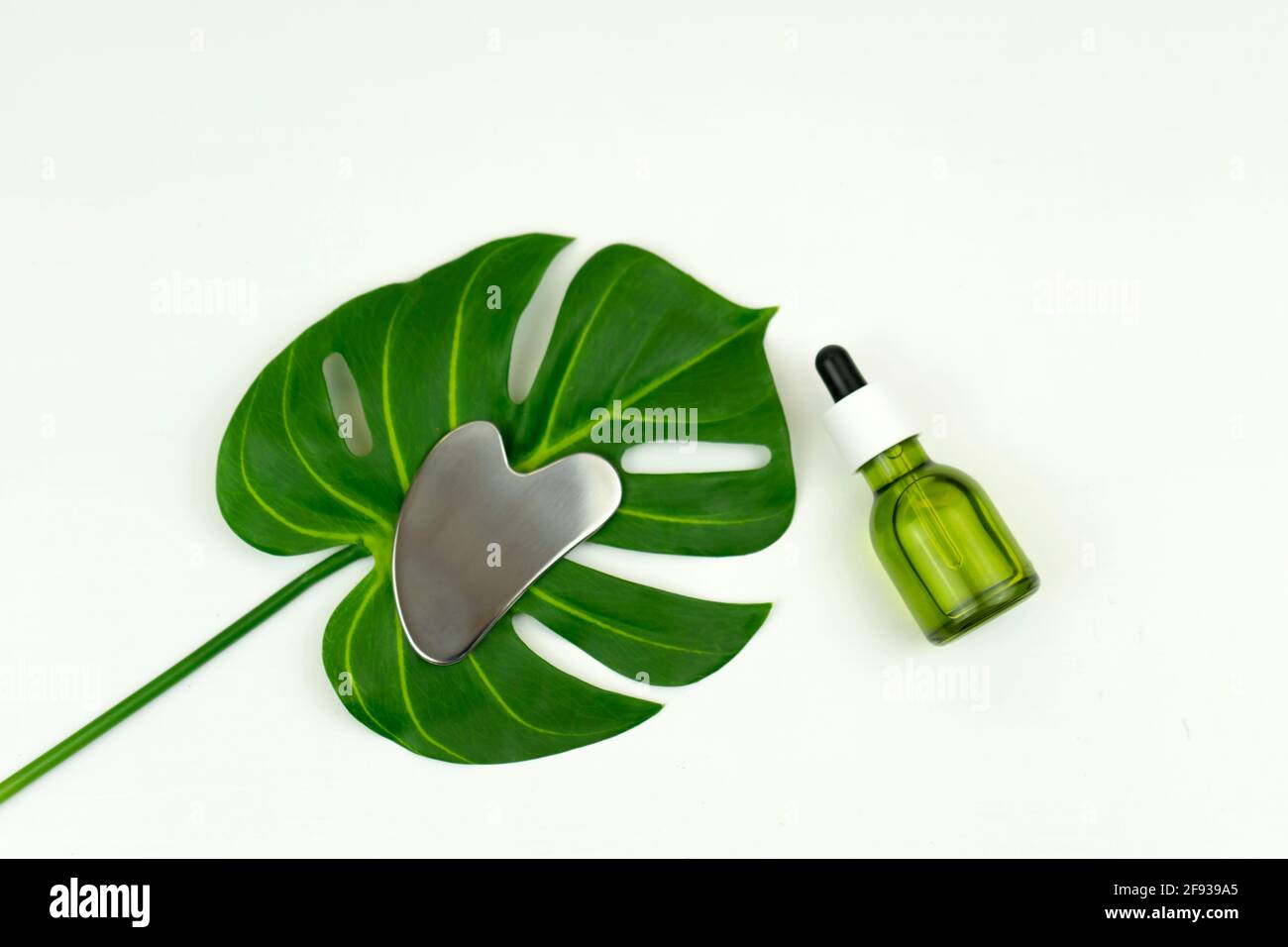 Une huile de cannabis CBD verte sans marque avec un Gua sha l'outil de grattage de massage repose sur une feuille verte de monstère Banque D'Images