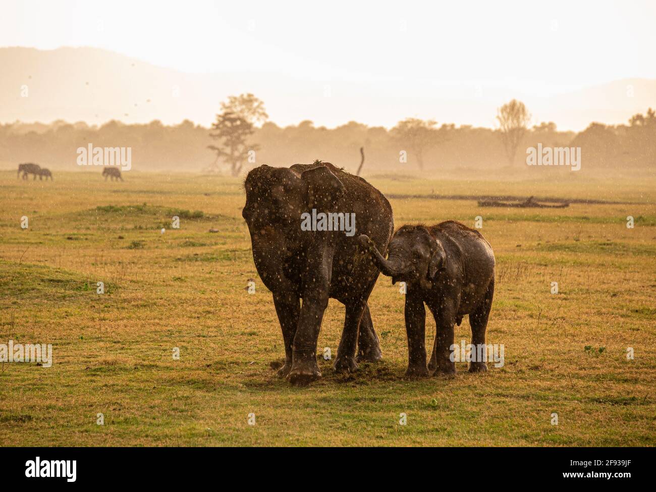 Éléphants sous la pluie. Parc national de la Kaudulla. Sri Lanka Banque D'Images