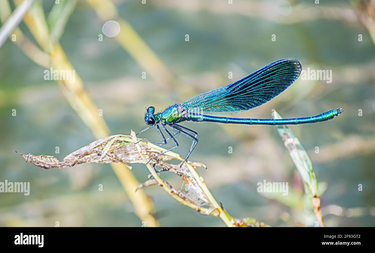 dragonfly est installé dans une succursale par temps ensoleillé Banque D'Images