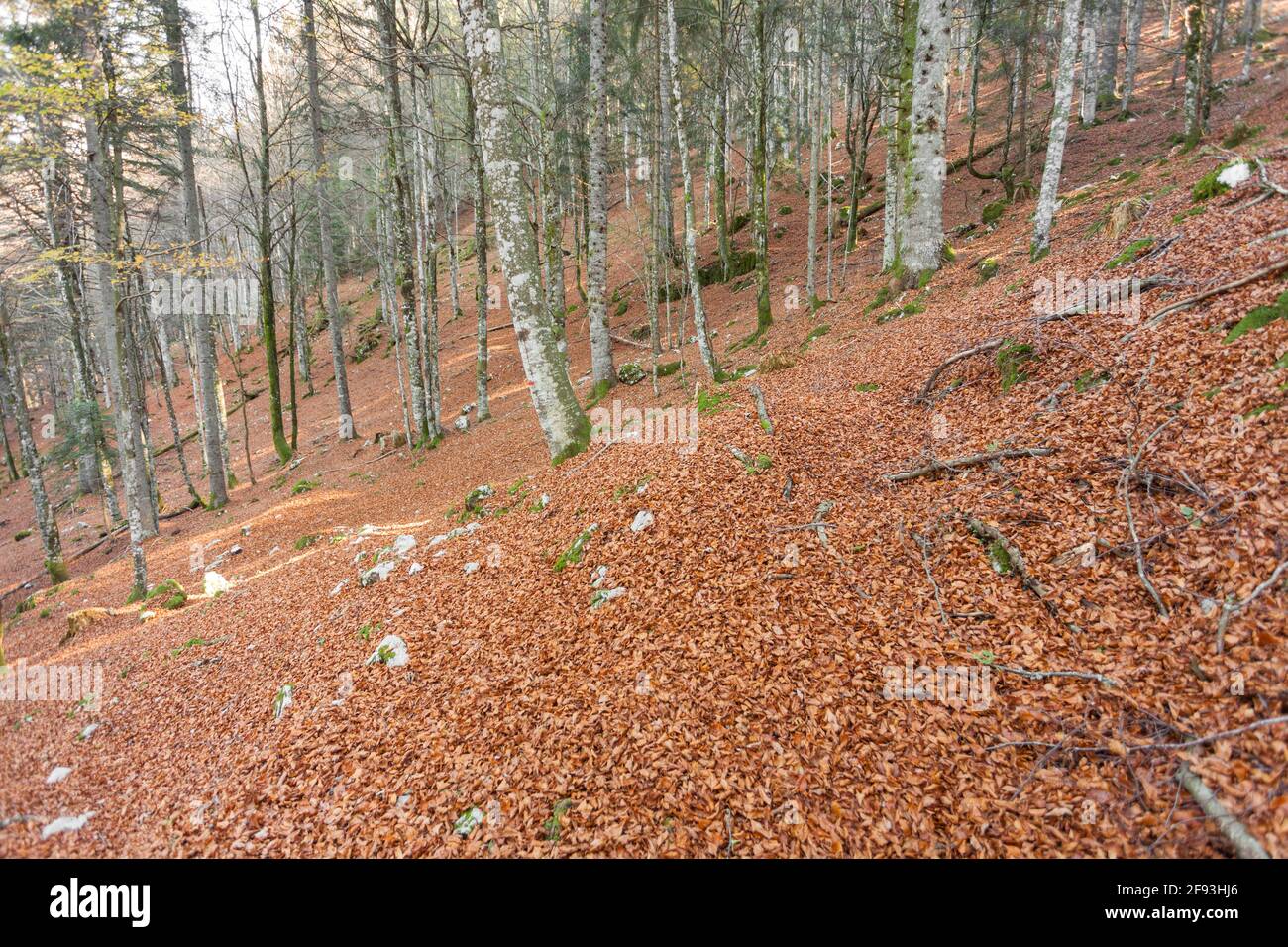 L'intérieur du feuillage d'une forêt à l'automne Italien Banque D'Images