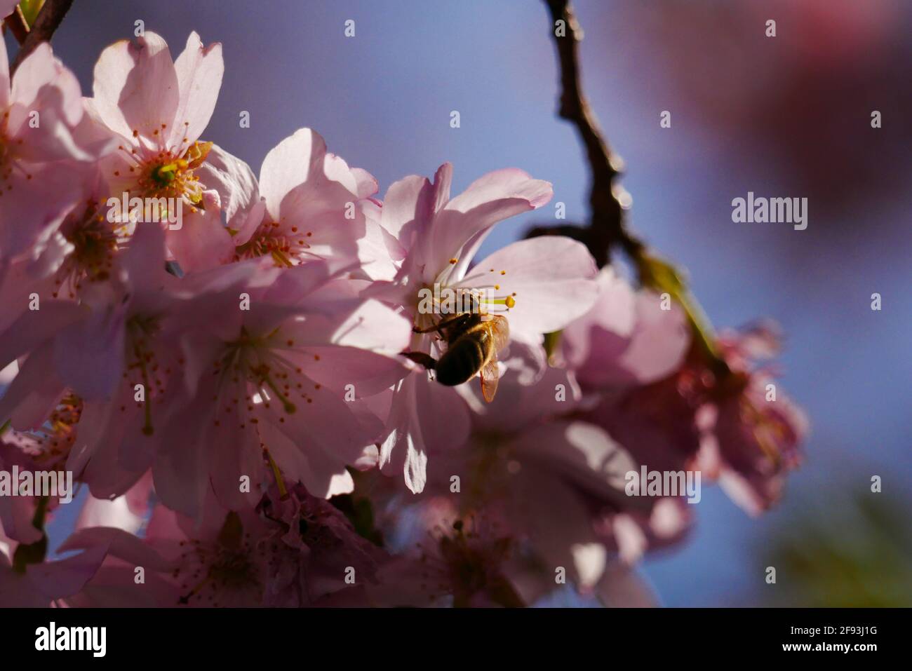 gros plan d'une fleur de cerisier japonaise avec abeille à faire du miel Banque D'Images