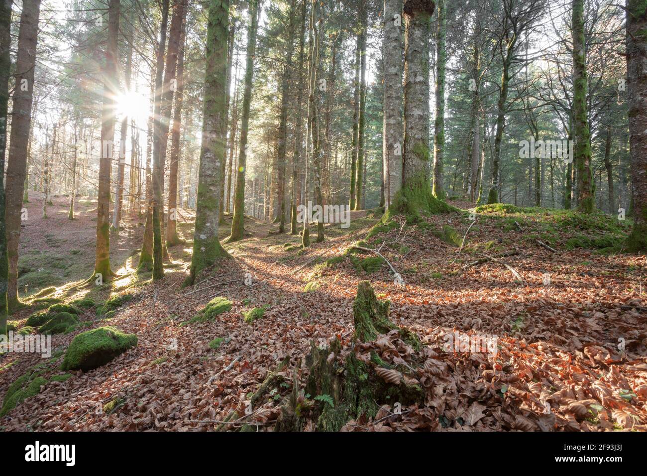 L'intérieur du feuillage d'une forêt à l'automne Italien Banque D'Images