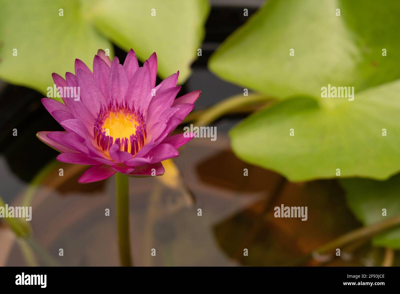 Nénuphars, Nymphaea œil de bœuf Banque D'Images