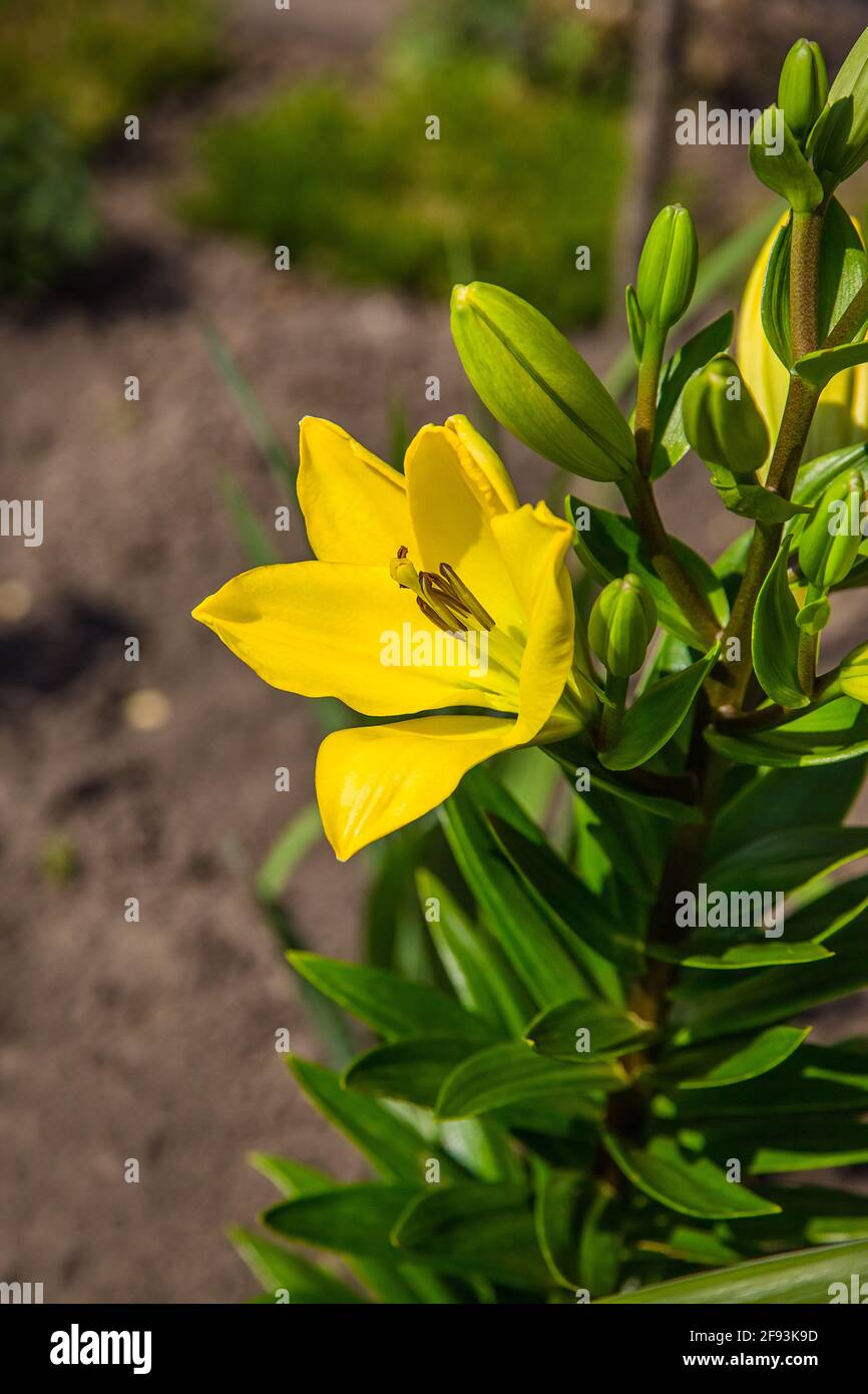 Nénuphars dans le jardin, fleurs dans le jardin. Banque D'Images