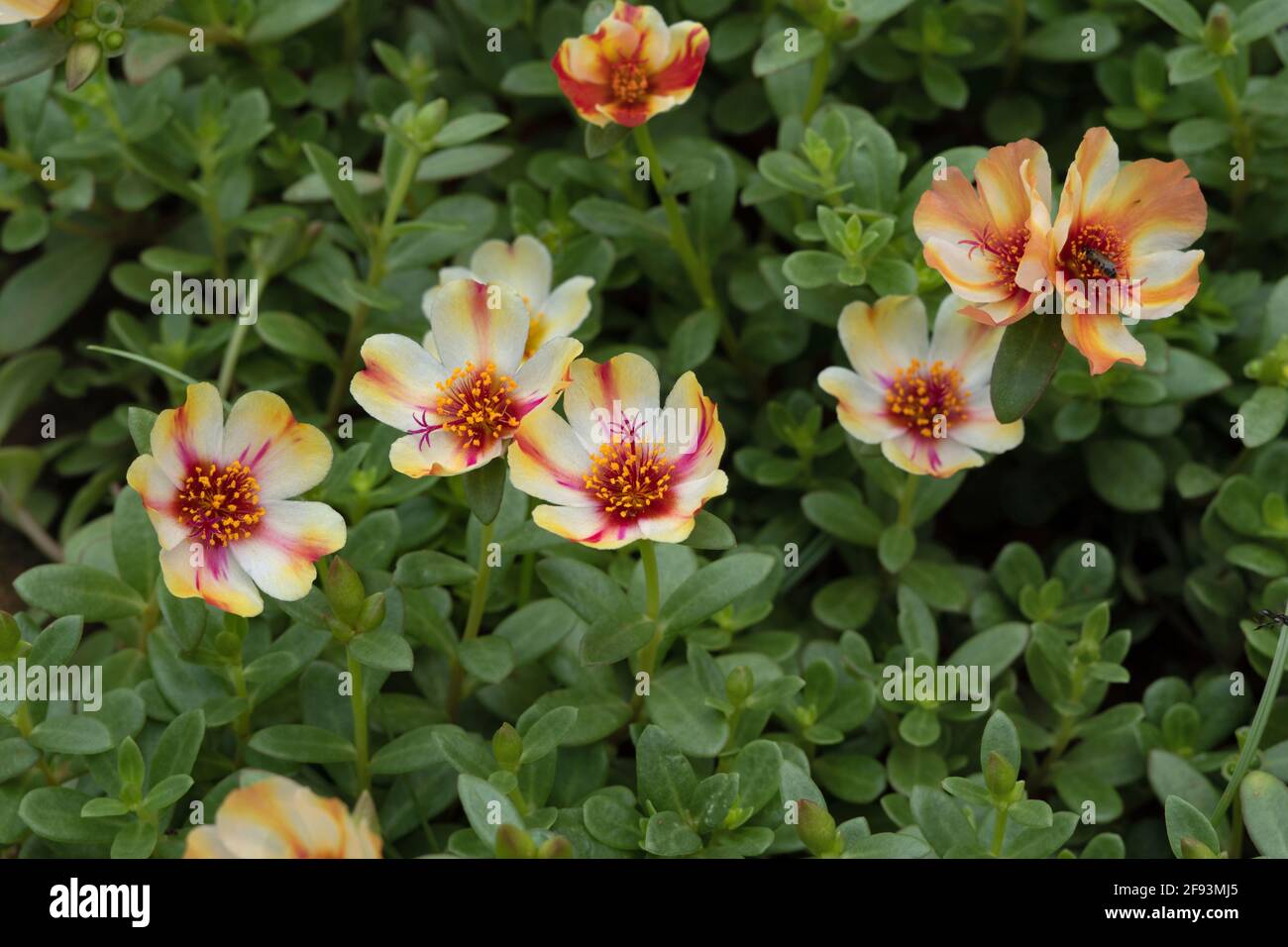 Moss rose Duet, Portulaca grandiflora. Plante et fleur Banque D'Images