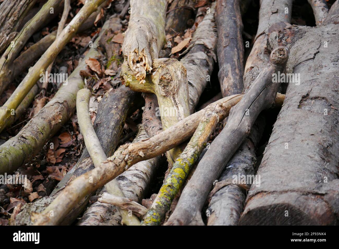 gros plan de vieux troncs et branches d'arbres de différentes tailles comme un pont sauvage au-dessus d'un ruisseau Banque D'Images