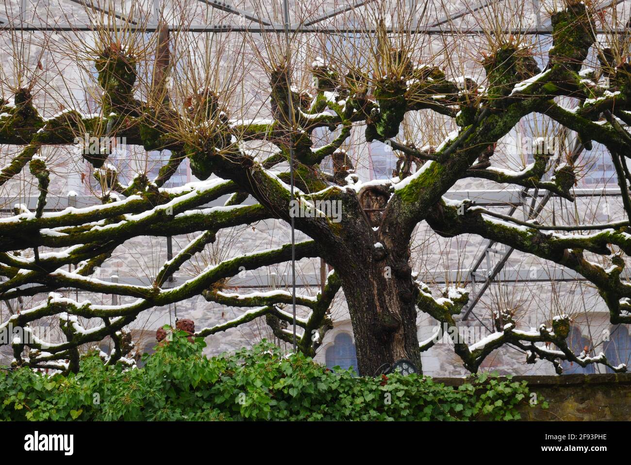 en hiver, l'arbre sans feuilles a été recouvert de neige derrière un mur devant un château Banque D'Images
