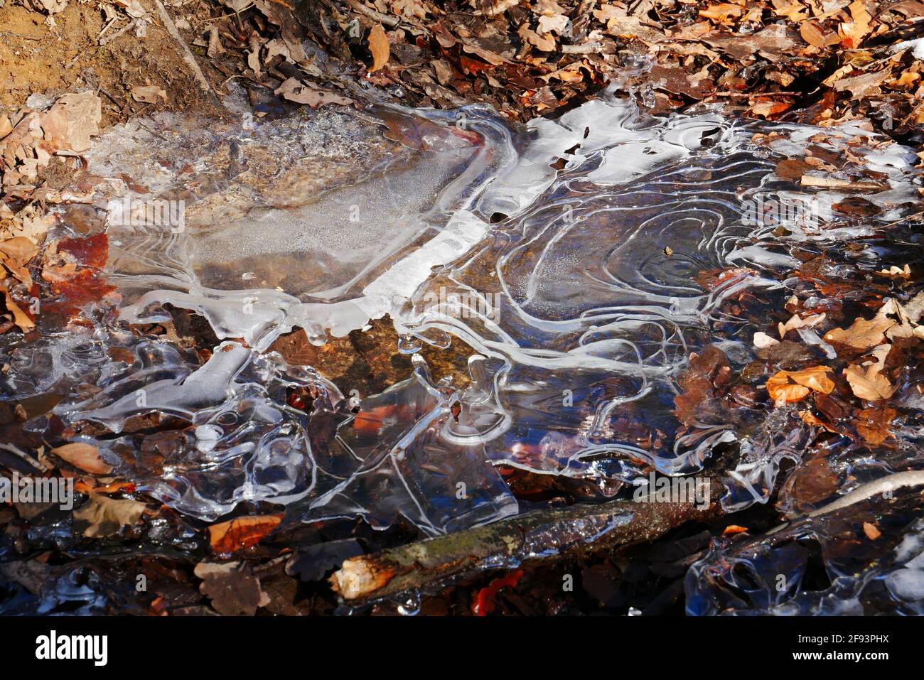 Formation de feuilles de glace avec structure sur un ruisseau dans le forêt Banque D'Images