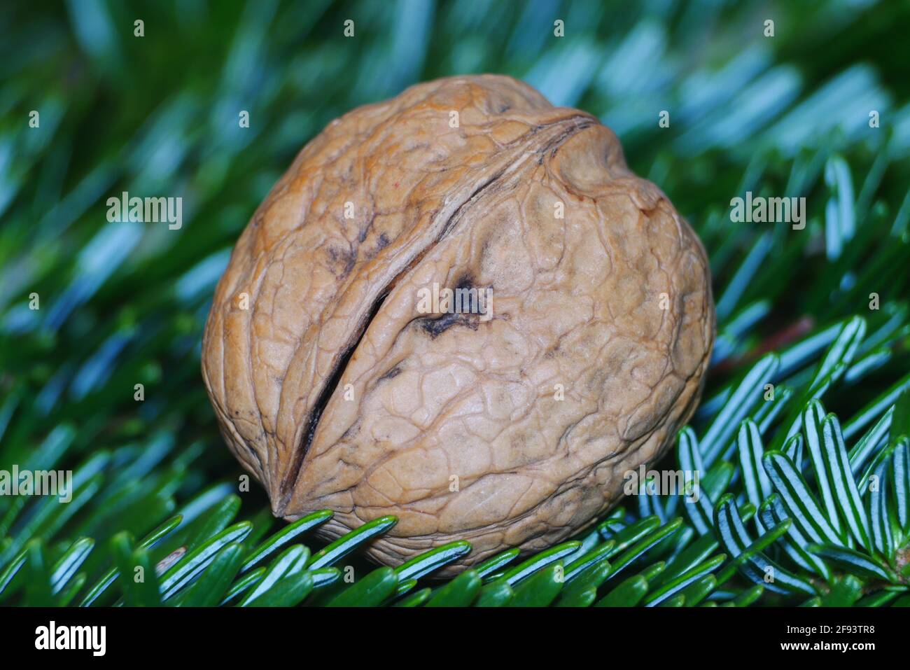 macro gros plan d'une noix sur une aiguille de sapin Banque D'Images